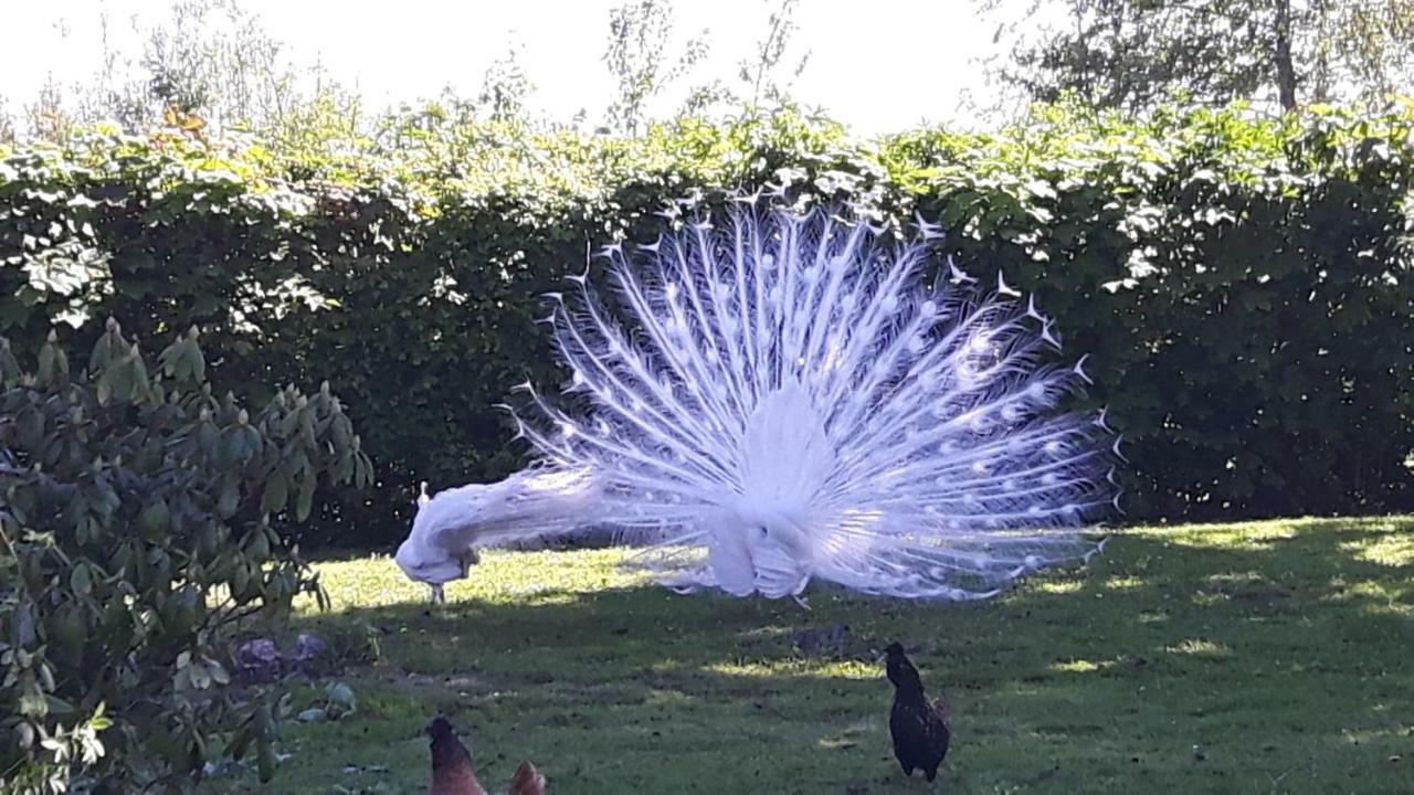 Pauwenstee Villa Stolwijk Esterno foto
